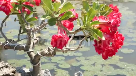 池塘边盛开的盆景树美丽的小盆景树红花在平静的池塘边生长有百合花视频的预览图