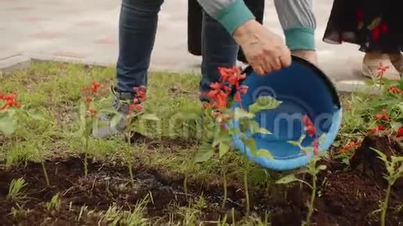 妇女倒水从桶上花坛后种植园丁在夏天的花园里浇花种植视频的预览图