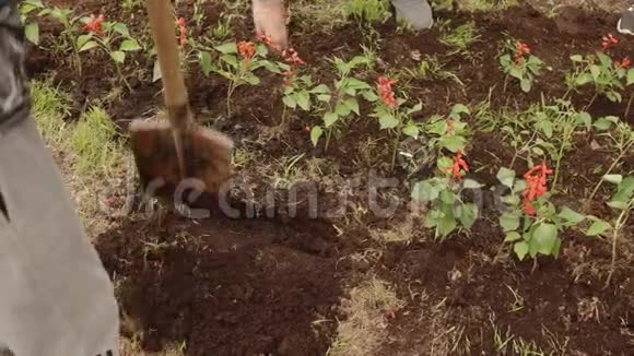 人在夏园花坛上用铲子挖土园丁准备移植花的地面夏季视频的预览图