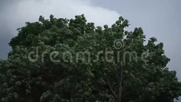 大雨前外面的夏季暴雨强风吹绿树枝林中外面大雷雨视频的预览图