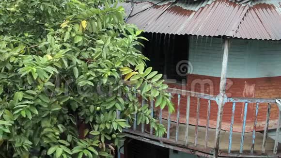 绿色的番石榴树在雨中顶着房子的屋顶视频的预览图