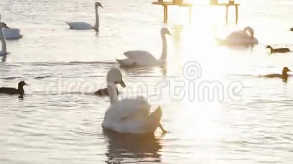 白色天鹅站在人工湖的岸边视频的预览图