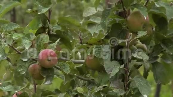 挂在树枝上的苹果视频的预览图