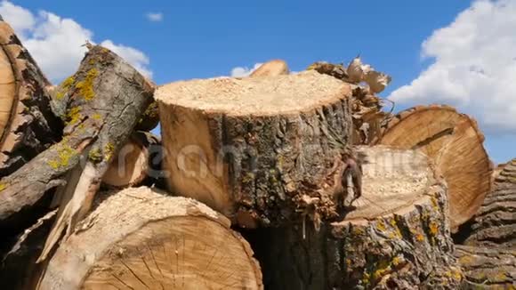 砍伐森林一大堆锯成的树木厚厚的树干明亮的蓝天白云相机在运动视频的预览图