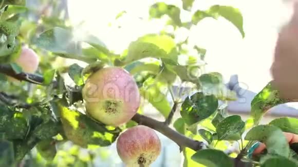 一只雌性手摘了一个成熟的绿色苹果收获夏天和秋天花园里一棵树的叶子视频的预览图