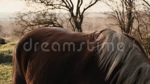 严肃而有思想的年轻女士把马鞍放在马前然后在木头上慢动作视频的预览图