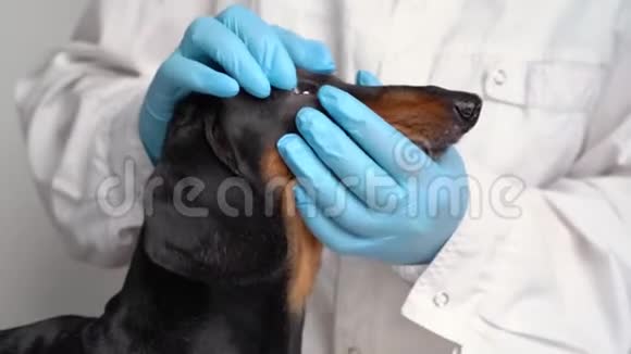 兽医检查一只狗的眼睛狗的白内障眼睛宠物概念的医疗和保健视频的预览图
