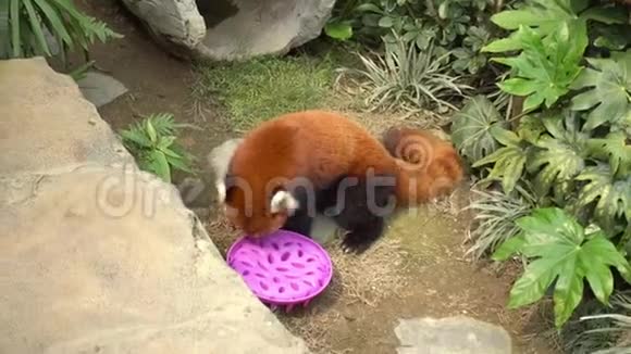 大熊猫吃碗里的食物视频的预览图