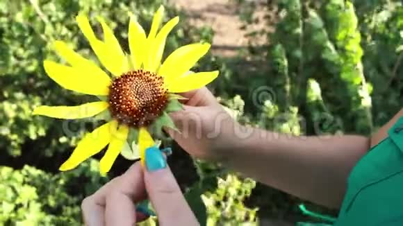 修指甲的女孩拔出黄色向日葵的花瓣一个女人在猜测爱情之花视频的预览图