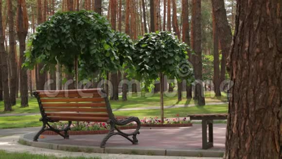 公园里的长凳和树视频的预览图