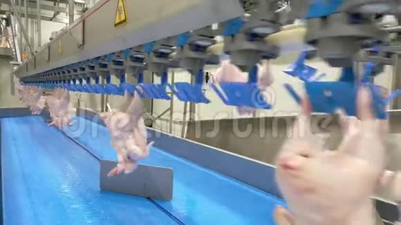 家禽加工业生鸡肉生产线家禽加工厂食品厂传送带自动自动自动视频的预览图