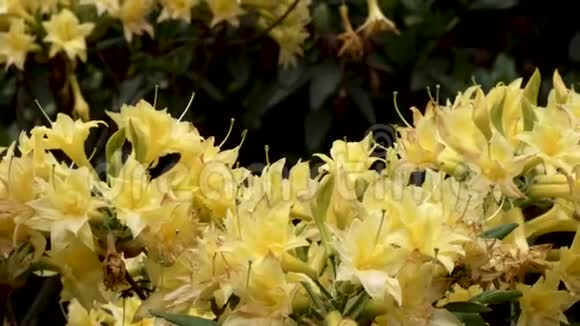 公园里的花黄杜鹃视频的预览图
