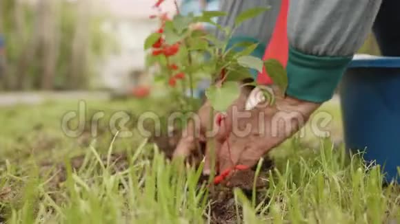 老妇人的手在花园的绿色草坪上种花女园丁在土壤中移栽开花植物视频的预览图