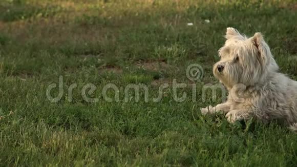 西高地白在园外绿草如茵毛茸茸的纯种狗狗在后院的草坪上视频的预览图