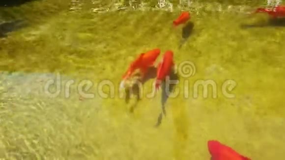 金鱼和其他外来鱼在池塘游泳的俯视图视频的预览图