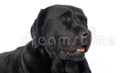 黑拉布拉多猎犬白色背景的婊子肖像诺曼底慢动作视频的预览图