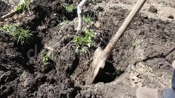 一个农民挖一棵树视频的预览图