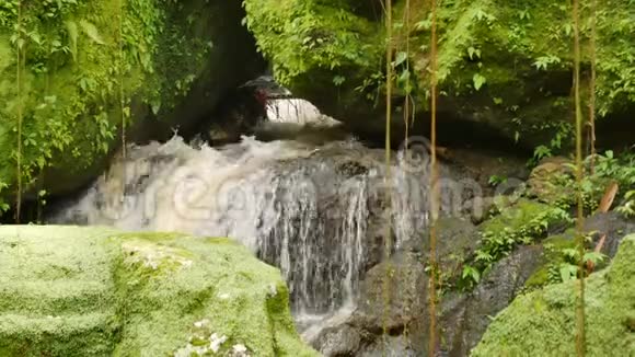 寺庙里的水流周围是布满亮绿色苔藓的岩石视频的预览图