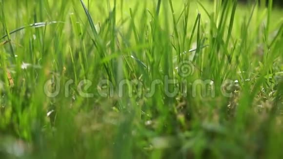 在早晨的阳光下放焦夏日美丽的绿草的特写视频背景是一个bokeh视频的预览图