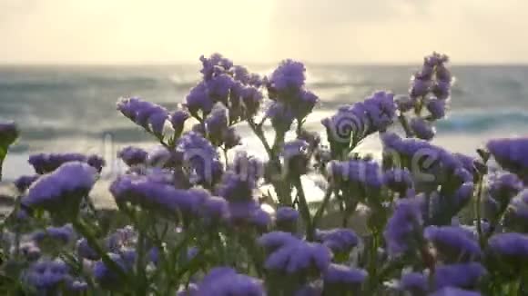 日落时海岸边盛开的海薰衣草视频的预览图