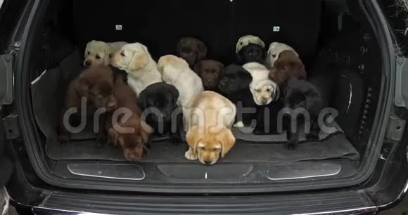 黄色棕色和黑色拉布拉多猎犬汽车后备箱里的小狗法国诺曼底慢动作视频的预览图