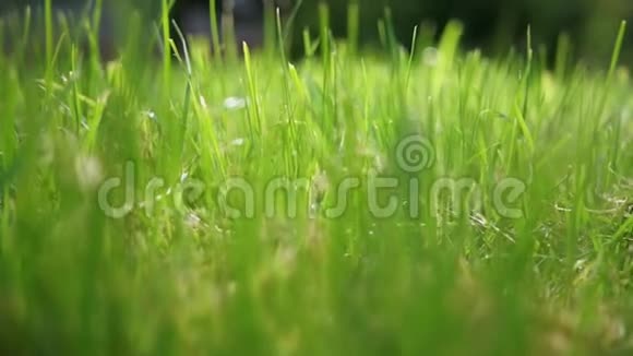 在早晨的阳光下放焦夏日美丽的绿草的特写视频背景是一个bokeh视频的预览图