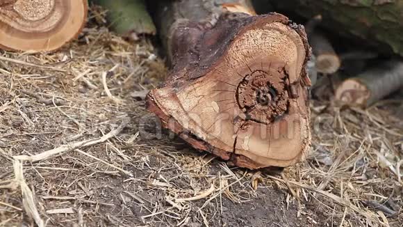 特写圆锯锯心形圆木男子鞋踩在圆木上视频的预览图