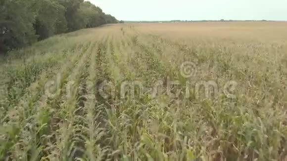 有玉米的田地空中飞行基辅乌克兰视频的预览图