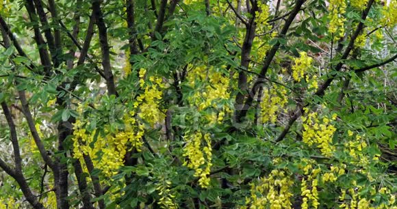 金链树白蜡树盛开春天法国诺曼底慢动作视频的预览图