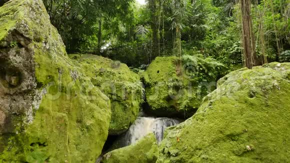 象洞寺的大岩石覆盖着明亮的绿色苔藓和藤本植物视频的预览图