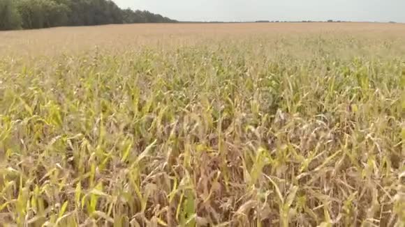 有玉米的田地空中飞行基辅乌克兰视频的预览图