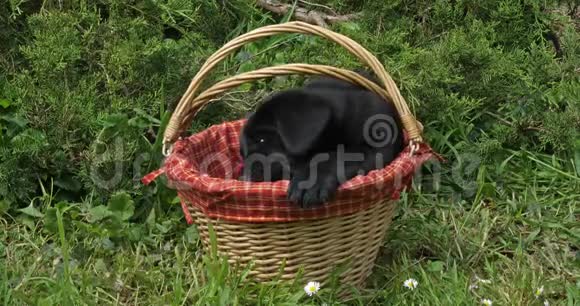 黑拉布拉多猎犬小狗在篮子里玩耍诺曼底慢动作视频的预览图