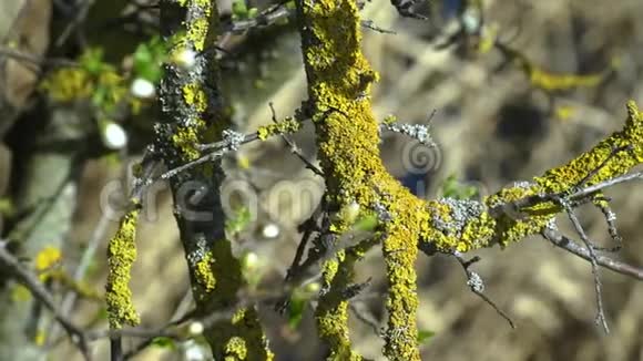 树面苔藓晴天视频的预览图