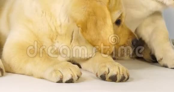 黄色拉布拉多猎犬小狗睡在白色背景下诺曼底慢动作视频的预览图