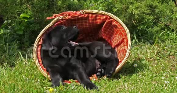 黑拉布拉多猎犬小狗在篮子里玩耍诺曼底慢动作视频的预览图