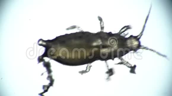 一只花寄生虫甲虫从左到右在一个孤立的白色背景上爬行视频的预览图