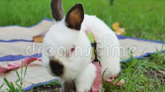 兔子在公园野餐宠物蓬松有趣视频的预览图