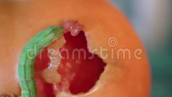绿毛虫吃红番茄特写视频的预览图