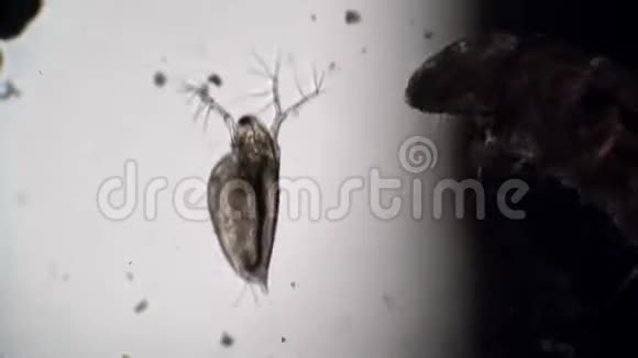 甲壳动物蚤和蚊幼虫相互作用视频的预览图