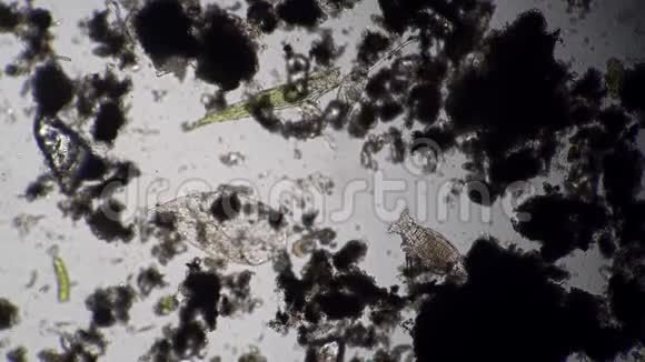 牛肝菌与其他原生微生物一起在脏水中饲养视频的预览图