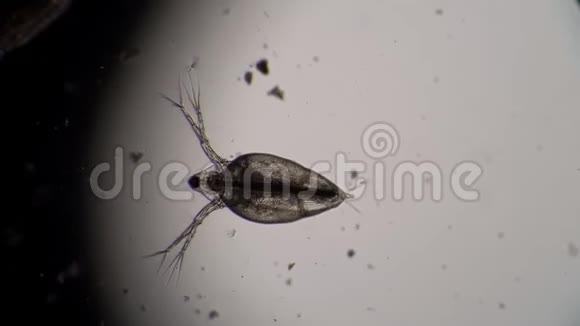 一只透明的小甲壳动物水蚤漂浮在水中视频的预览图