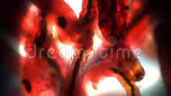 红蚊幼虫在显微镜下蠕动视频的预览图
