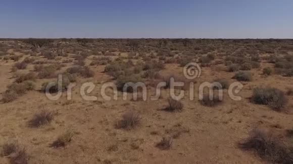 大草原的灌木和树木的景色视频的预览图