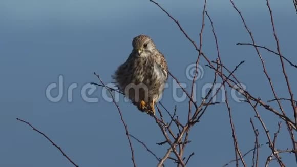 一只猎隼猎鹰在一个刮风的日子里栖息在山楂树上视频的预览图