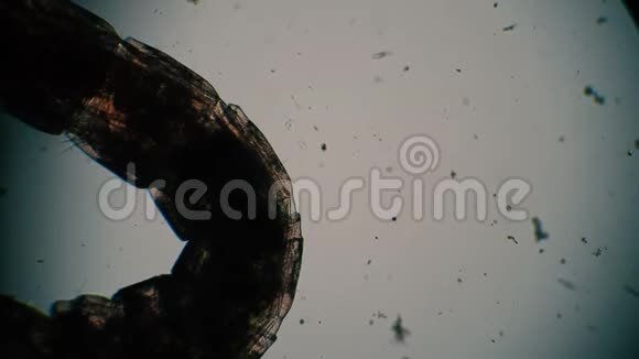 幼虫蚊蝇在显微镜下的半透明剪影视频的预览图