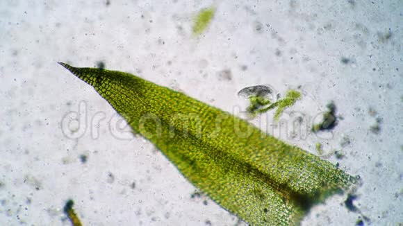 蕨类植物在淡水绿藻中寻找食物视频的预览图
