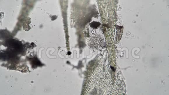 一种非常大的圆形菌藻在白色背景下在藻类中旋转视频的预览图