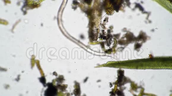 长长的线虫在藻类中寻找食物视频的预览图
