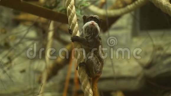 塔马林皇帝挂在绳子上视频的预览图