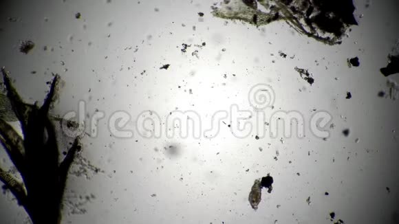 白色背景上的小滴虫群视频的预览图